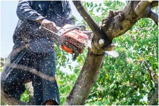 tree services Carbondale